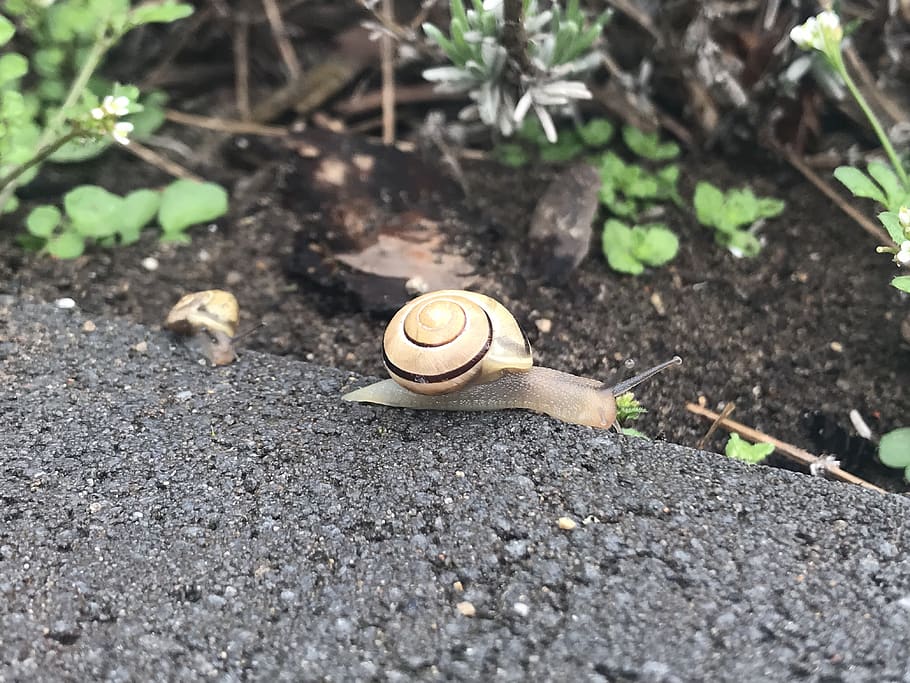 snail, nature, mollusk, gastropod, animal themes, one animal HD wallpaper
