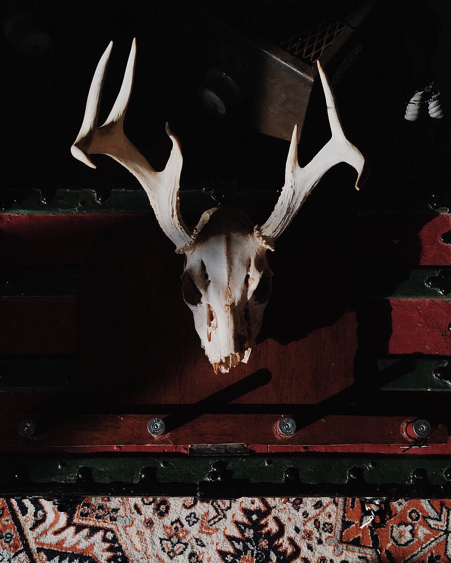 nature, animal, bones, old, vintage, antlers, animal themes HD wallpaper