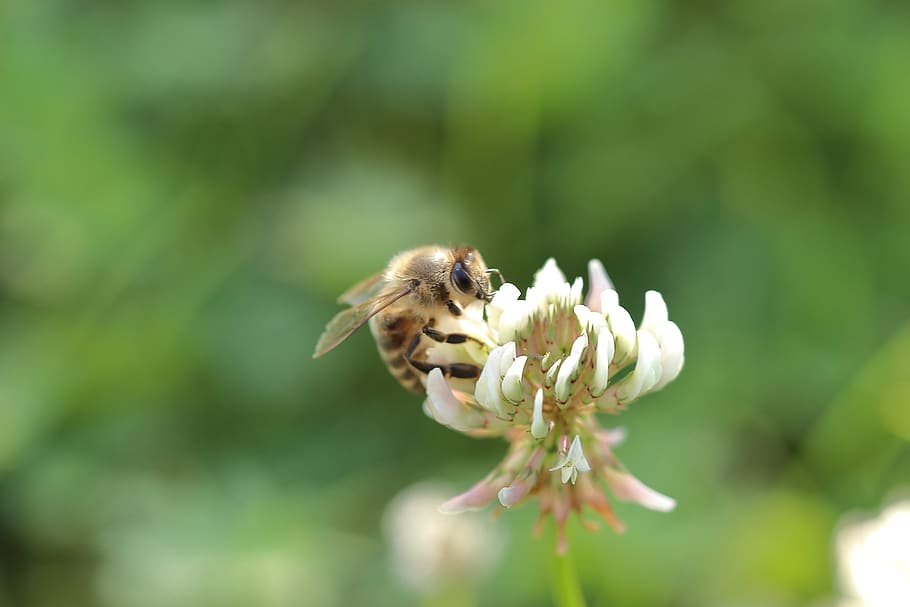 bee, flowers, macro, close up, honey bee, sprinkle, insect HD wallpaper