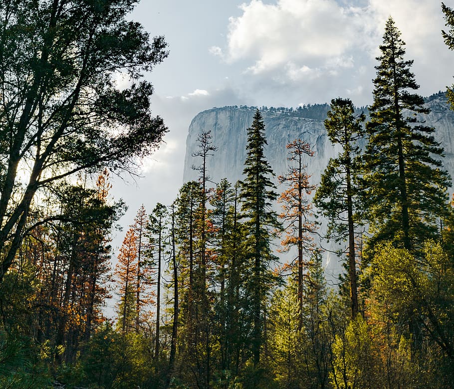 Tall Trees Taller Cliff Photo, Sky, Backgrounds, Mountain, Rocks HD wallpaper