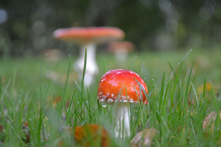 france, doudeville, grass, champignon, mushroom, pluie, rain, HD wallpaper