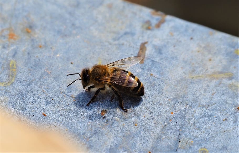bee, forager, worker, insect, pollinator, nature, beekeeping