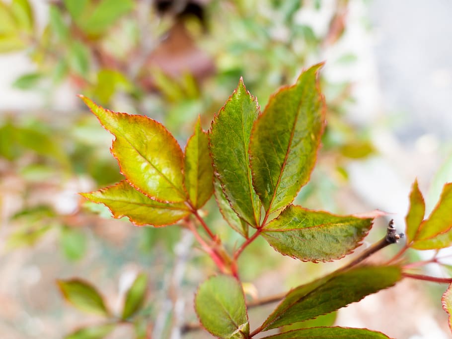 Rose Bush Leaves, Macro, Nature, brown, green, plant part, leaf HD wallpaper