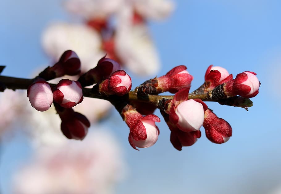flowers, white, spring, tree, casey, nature, supplies, nice HD wallpaper