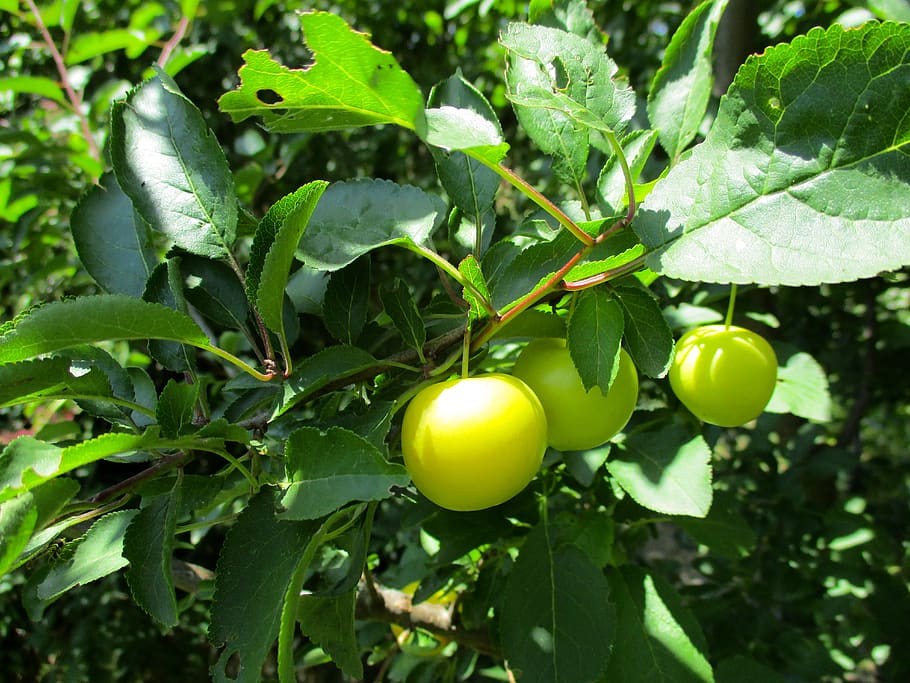 fruit, green, fresh, nature, summer, leaves, garden, wood, food HD wallpaper