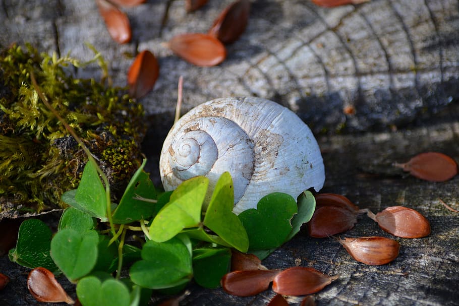 shell, see, wild, white, keep, plant part, leaf, animal wildlife HD wallpaper