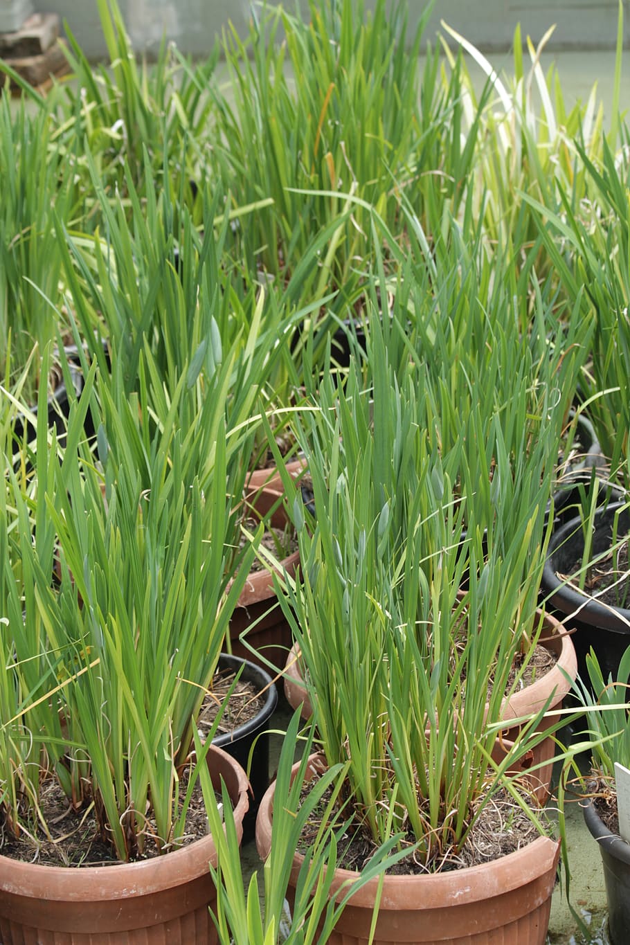 grass, irises, green, spring, plant, garden, pot, design, landscape design HD wallpaper