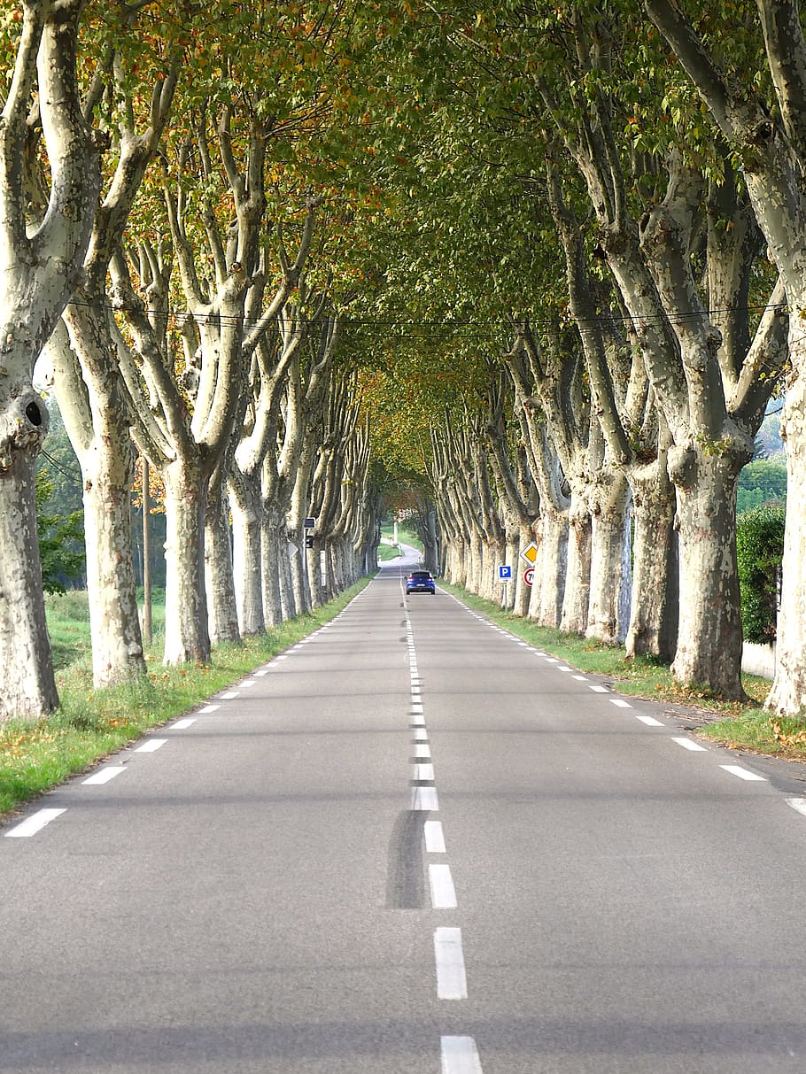 road, plane tree, landscape, avenue, france, fall, rural, autumn HD wallpaper