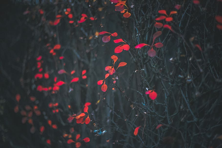 fall, autumn, nature, plants, forest, red, no people, growth HD wallpaper