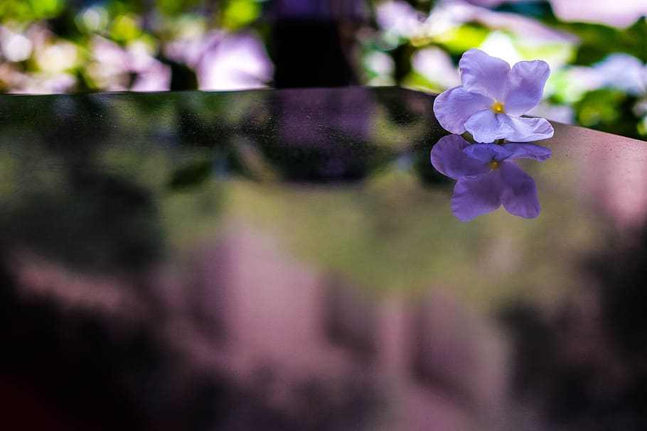 flower, reflection, bloom, petal, nature, flowering plant, freshness HD wallpaper