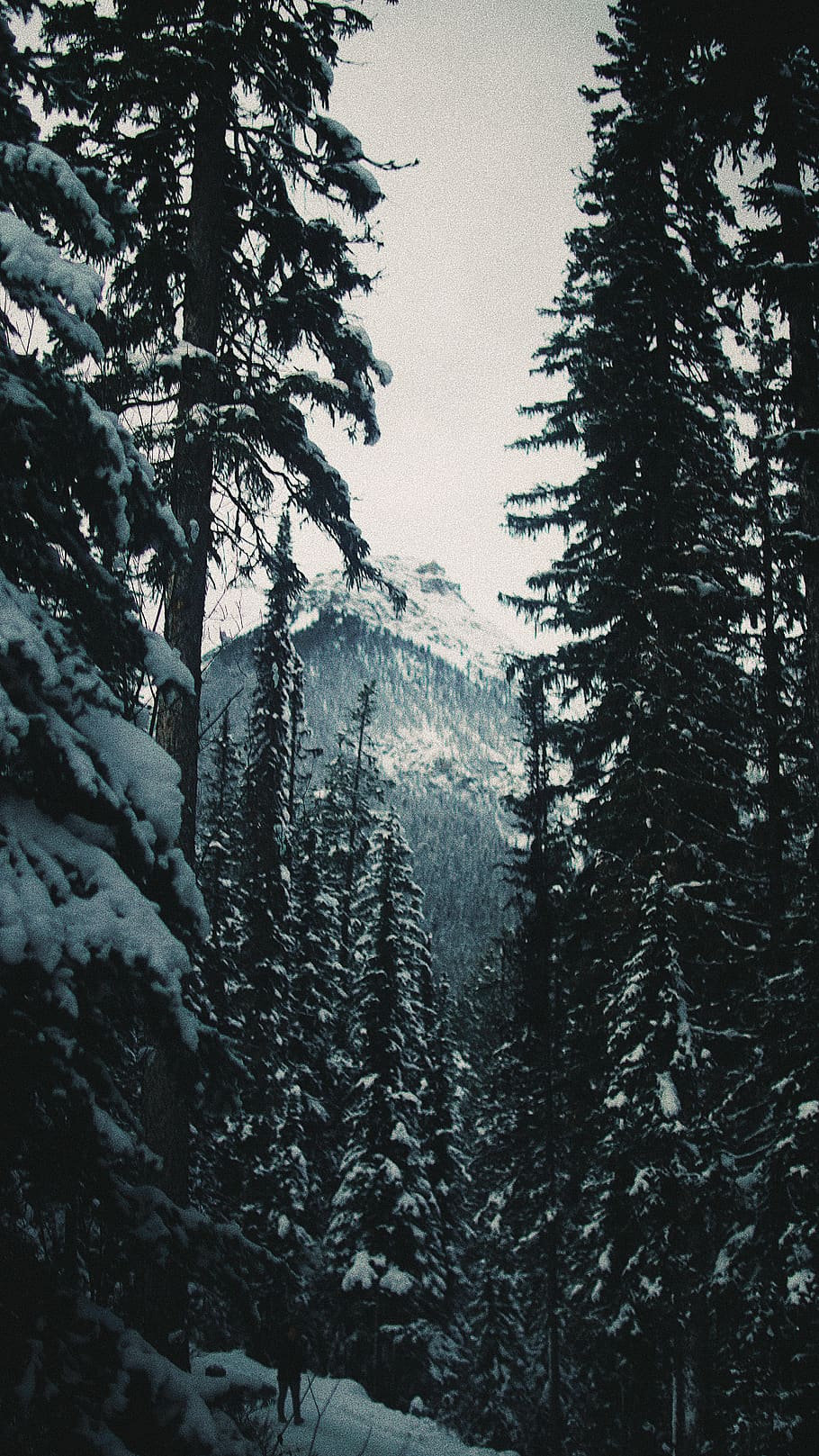 trees covered with snow, plant, abies, fir, conifer, alberta HD wallpaper
