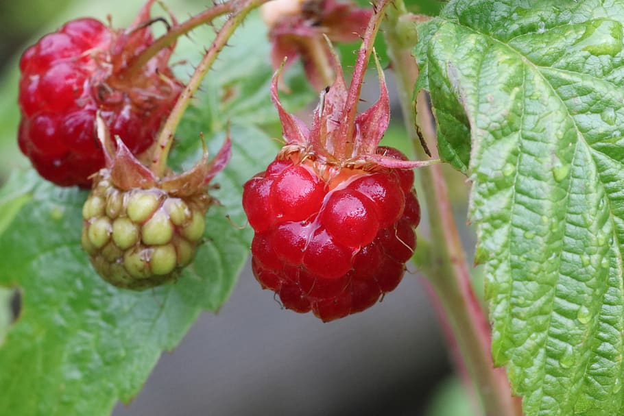 raspberry, garden, red, summer, sun, food and drink, healthy eating HD wallpaper