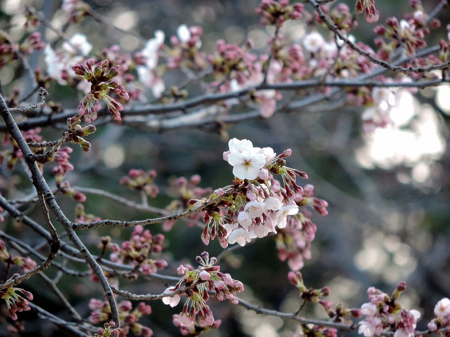 spring, cherryblossom, tokyo, flowering plant, fragility, vulnerability HD wallpaper