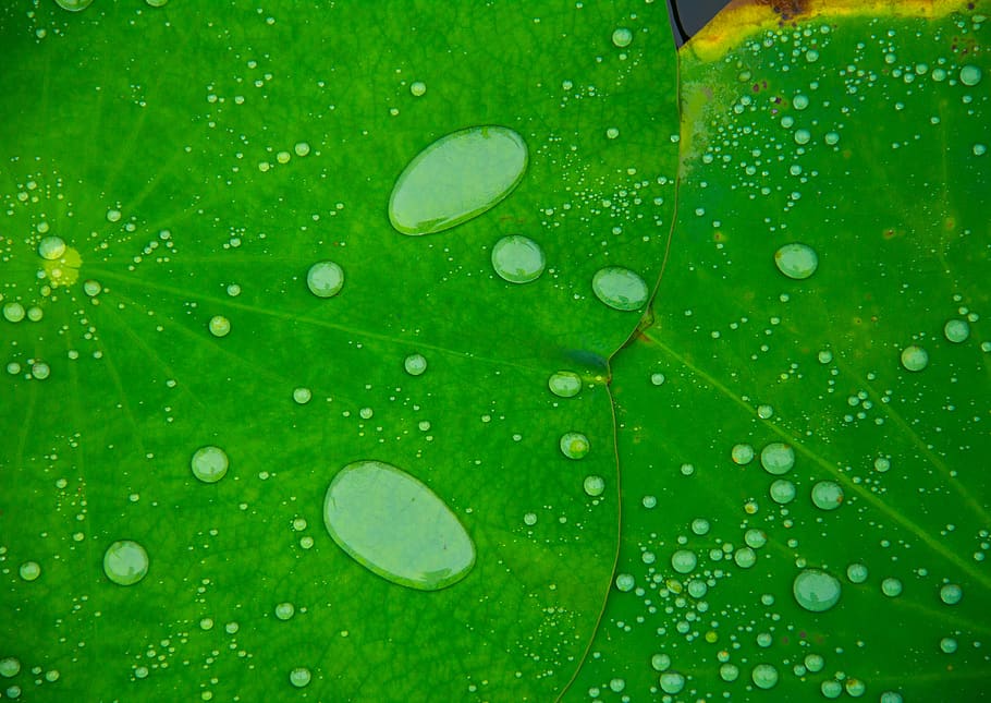 nature, drop, wet, leaf, water, green color, plant part, freshness HD wallpaper