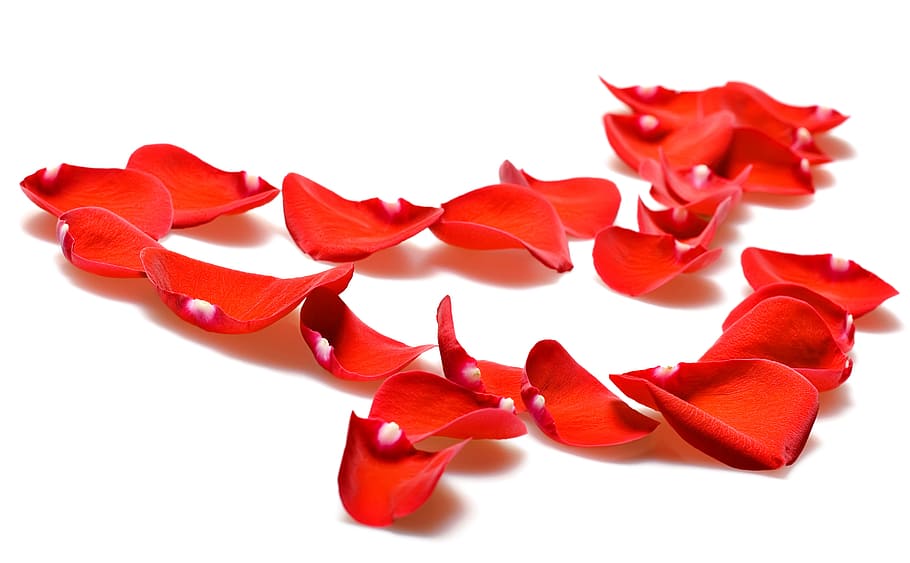 con2011, rose, petals, red, white background, flower, flowering plant HD wallpaper
