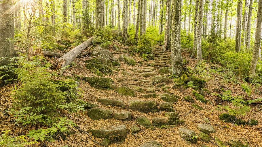 bavarian forest, trail, trees, nature, landscape, hiking, mountains HD wallpaper