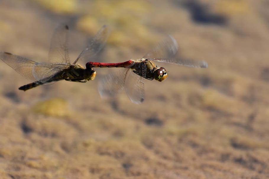 natural, landscape, waterside, insect, dragonfly, red dragonfly HD wallpaper