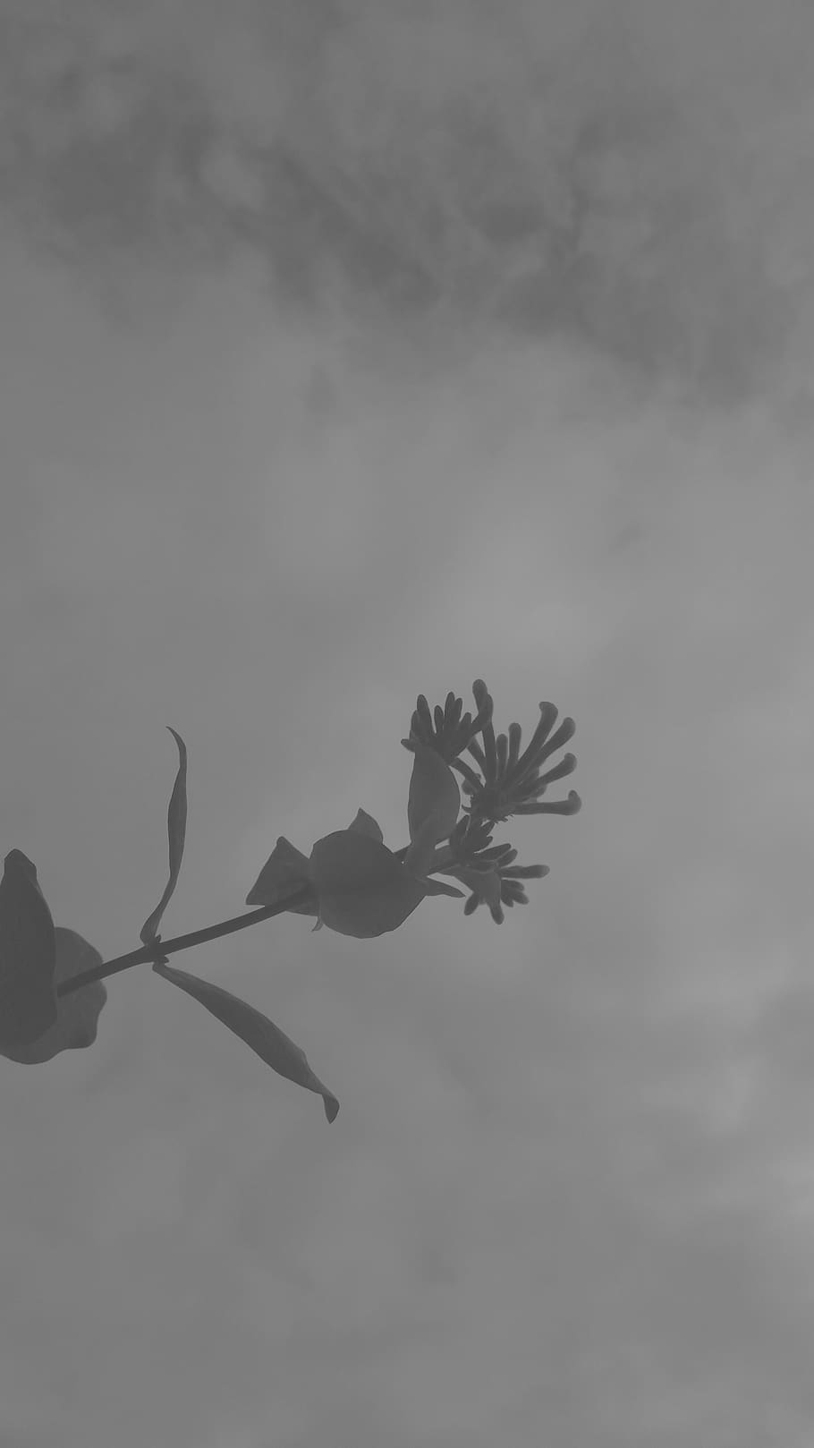 beauty in nature, plant, growth, sky, cloud - sky, no people HD wallpaper