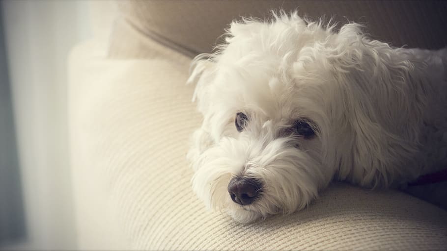 dog, pets, animals, sleeping, puppy, canine, one animal, domestic HD wallpaper
