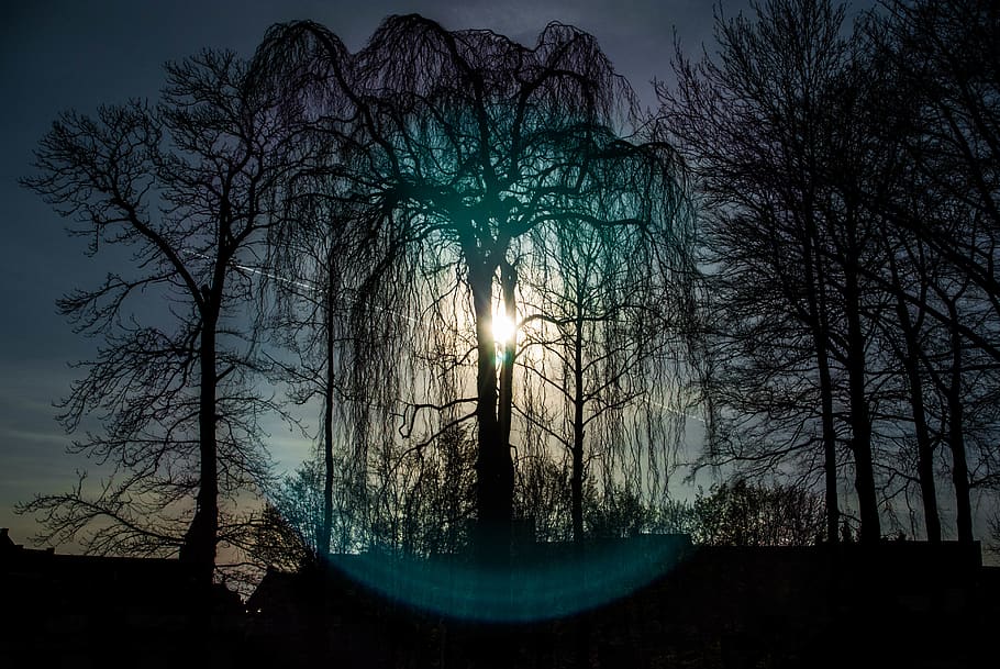trees, sun, sunflares, plant, bare tree, nature, sky, silhouette HD wallpaper