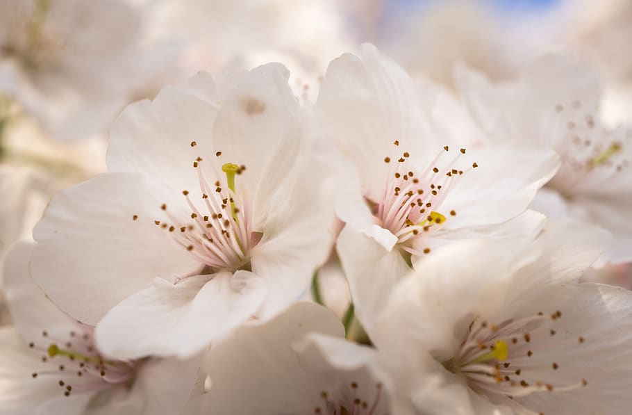 flowers, nature, plants, leaf, floral, beautiful, cherry tree HD wallpaper