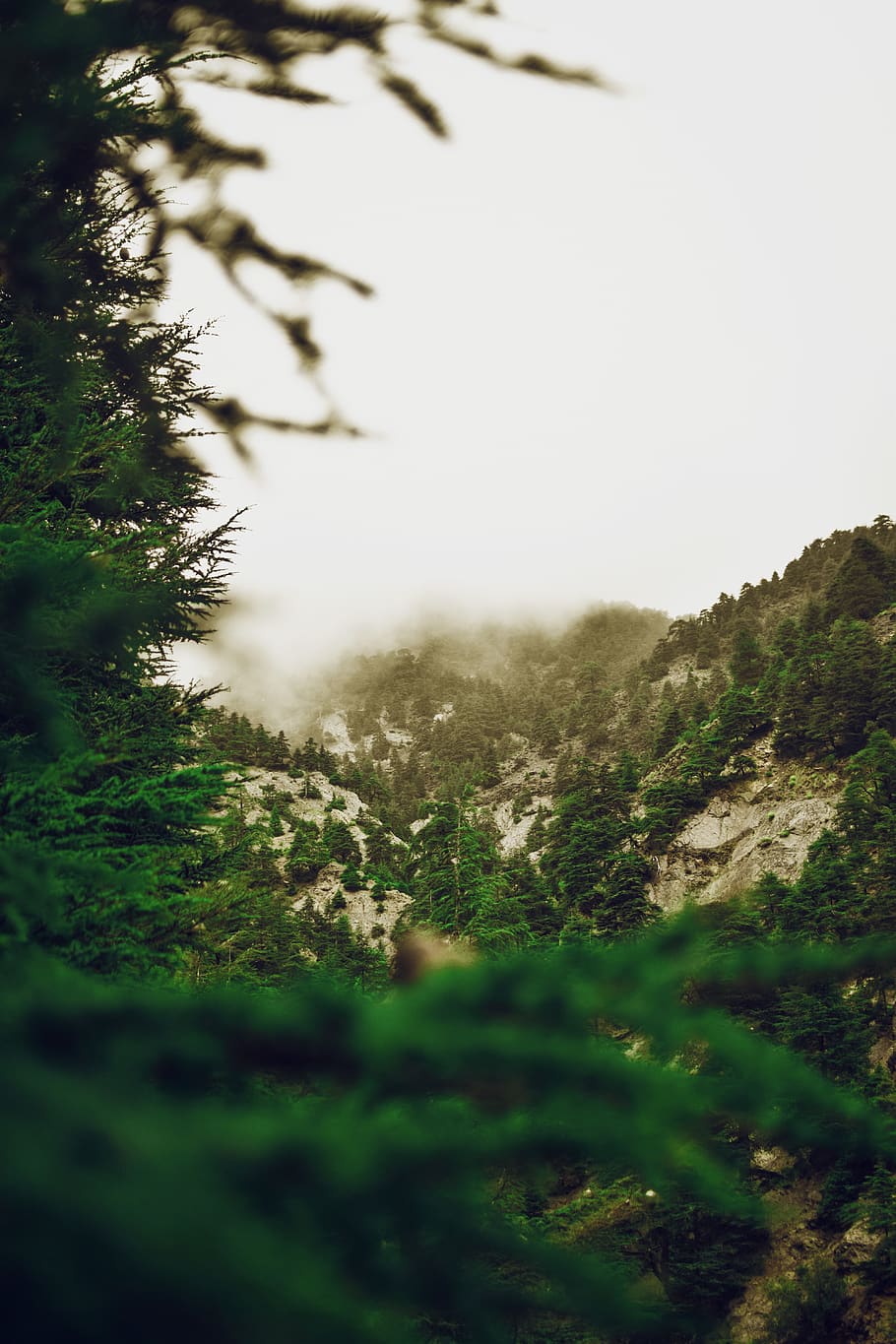 Green Forest Trees, daylight, environment, fog, landscape, mountain HD wallpaper