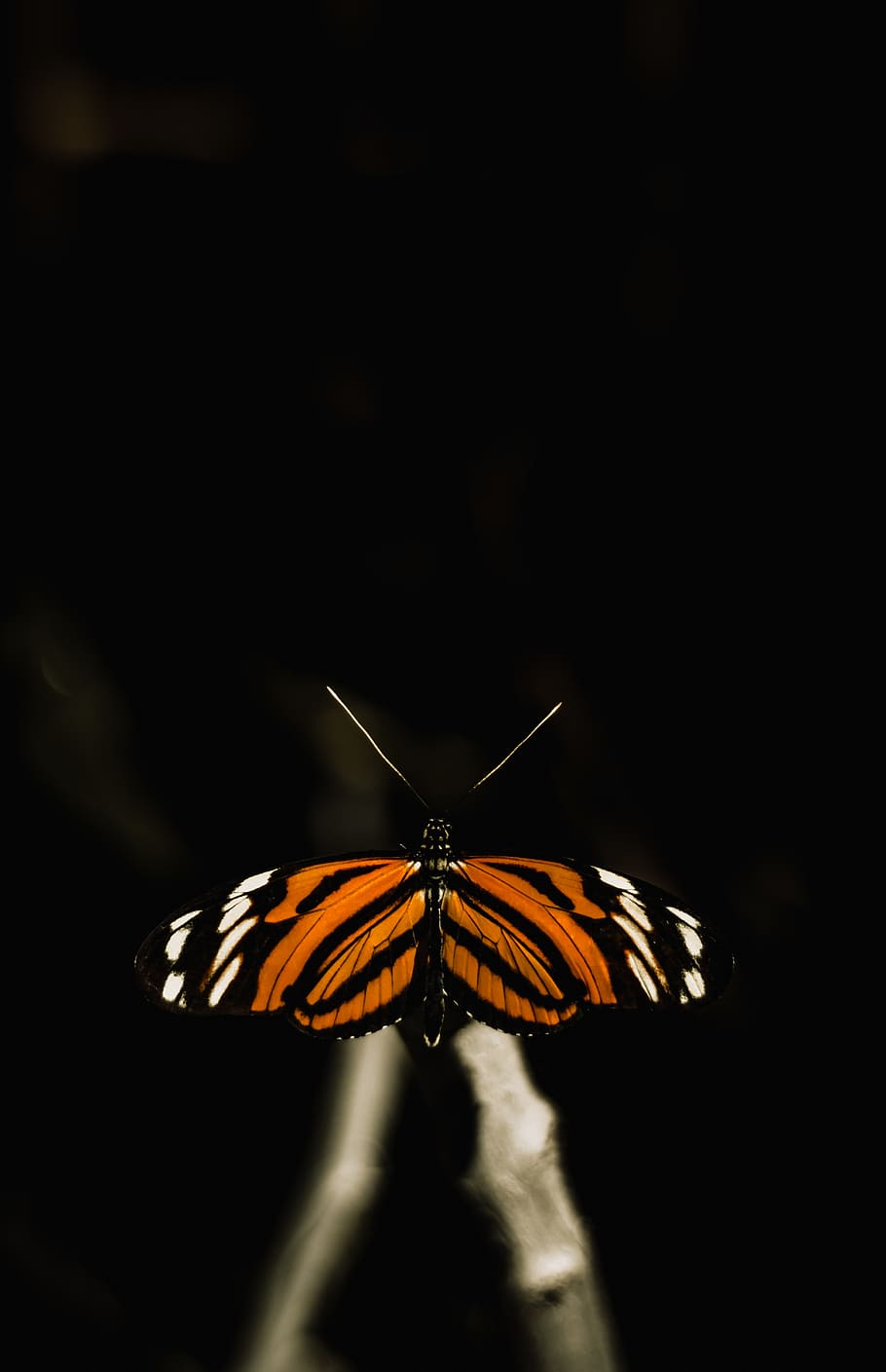 HD wallpaper black and orange butterfly leaves nature insect butterfly   Insect  Wallpaper Flare