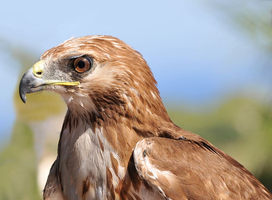 raptor, buzzard, look, bird, feathers, wild, wild birds, œil HD wallpaper