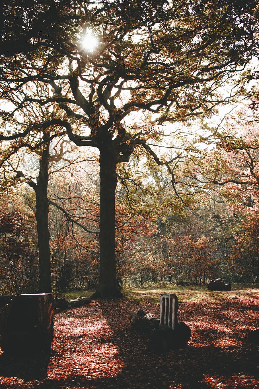 green tree, plant, tree trunk, united kingdom, symbol, cross HD wallpaper
