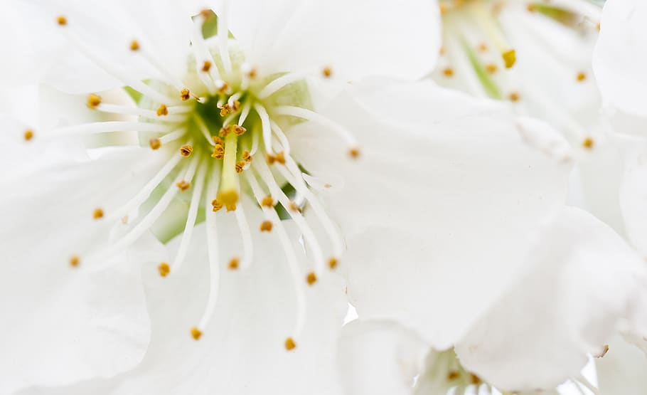 Closeup Photography of White Petaled Flowers, beautiful, bloom HD wallpaper