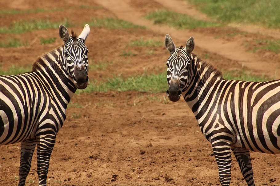 two zebras standing, striped, animal wildlife, group of animals HD wallpaper