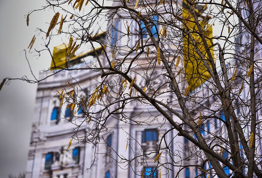 spain, madrid, tree, building exterior, bare tree, branch, built structure HD wallpaper