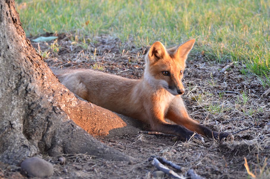 fox, kit, tree, nature, predators, babies, wildlife, animal HD wallpaper