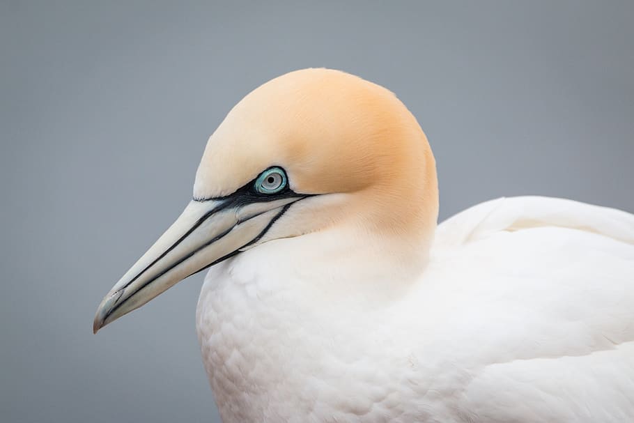 northern gannet, boobies, morus bassanus, pelecaniformes, bird