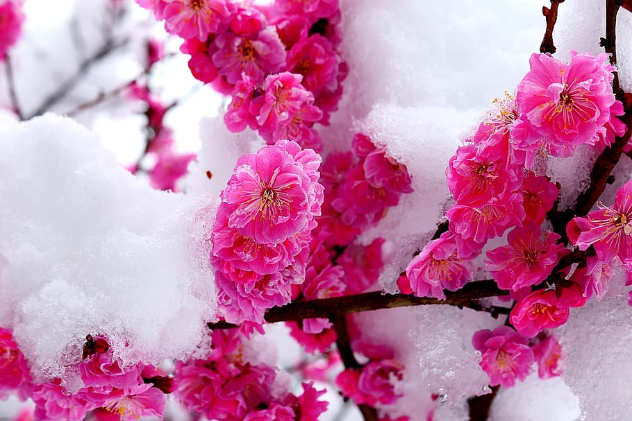 snow, flower, spring, white, plants, winter, garden, landscape, HD wallpaper