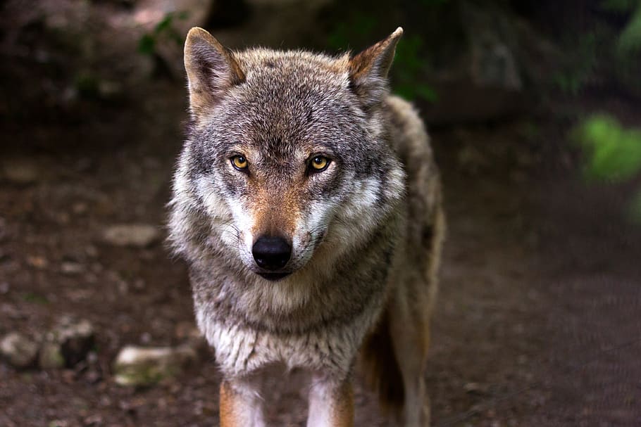 Gray and White Wolf, animal, forest, predator, wilderness, one animal HD wallpaper
