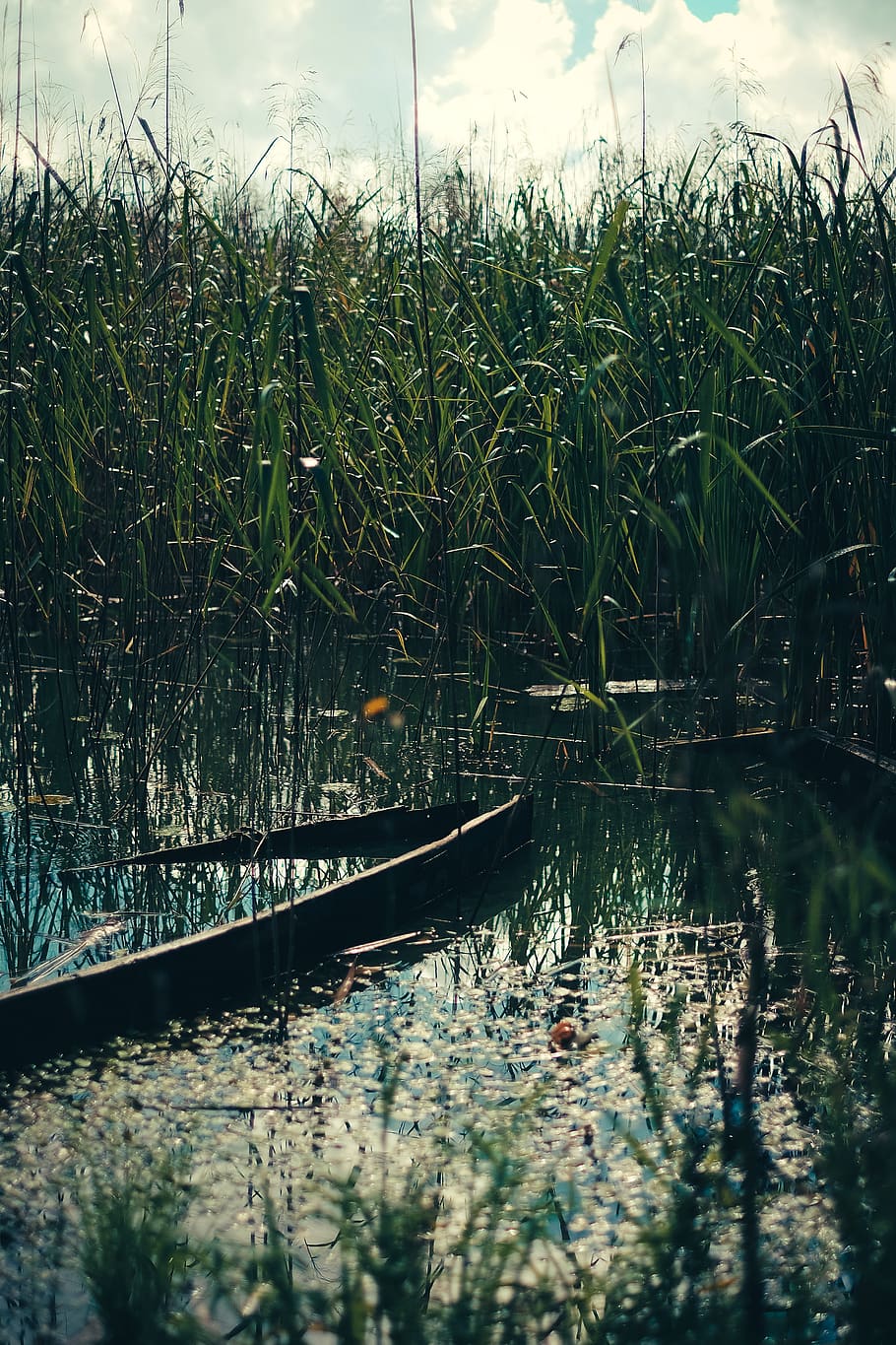 latvia, limbaži, serenity, sunk, lake, reed, coomon reed, water