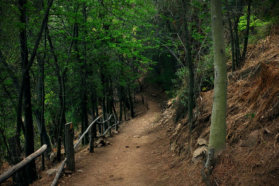 forest, trees, way, path, hill, nature, plant, land, the way forward HD wallpaper
