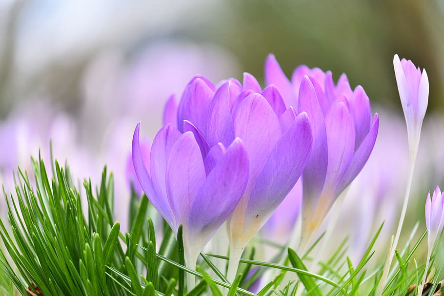 crocus, spring flower, bloom, flowers, purple, meadow, plant HD wallpaper