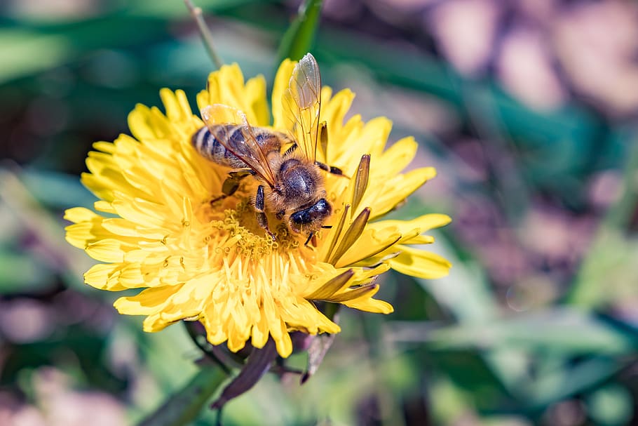 bee, dandelion, spring, yellow, nature, flower, insect, blossom HD wallpaper