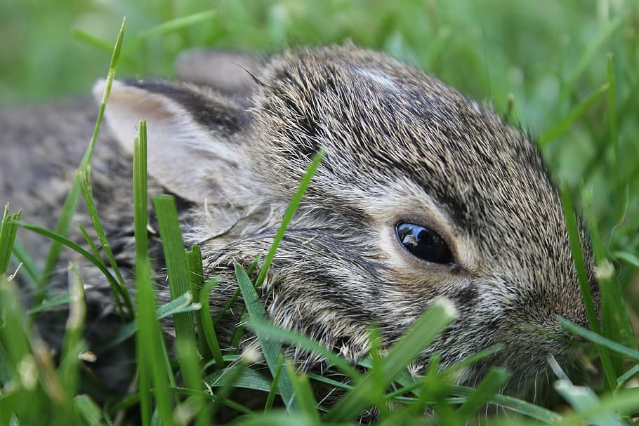 baby bunny, cute, easter, young, spring, little, rabbit, animal, HD wallpaper