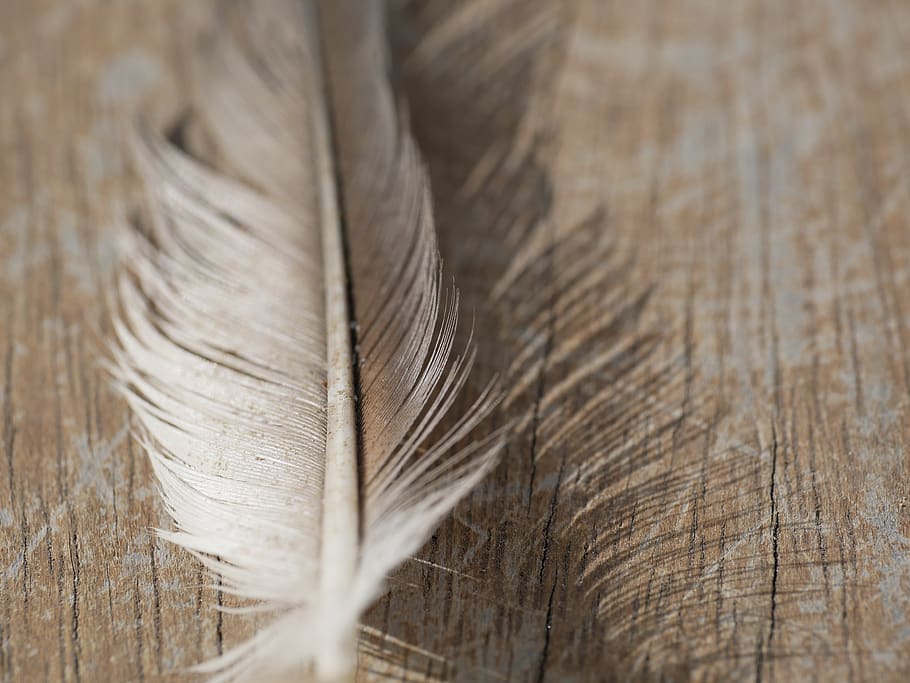 feather, background, wood, beautiful, texture, selective focus HD wallpaper