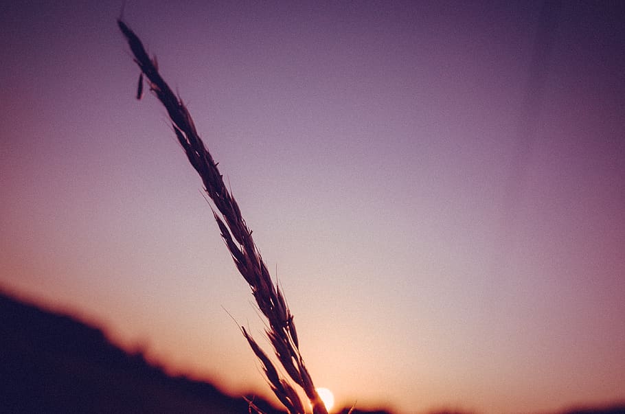 Sun, violet, sundown, field, corn, cornfield, Pastell, sky HD wallpaper