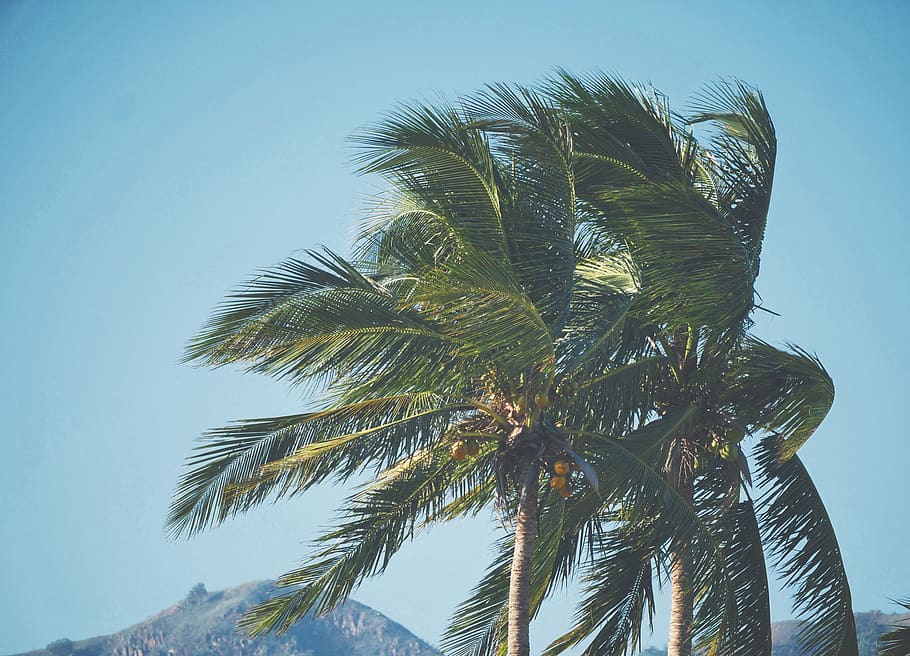 palm trees, coconut, coconut tree, tropical, beach, vietnam, HD wallpaper