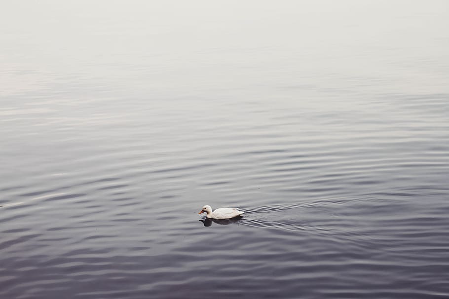 one animal, water, animals in the wild, bird, animal wildlife HD wallpaper