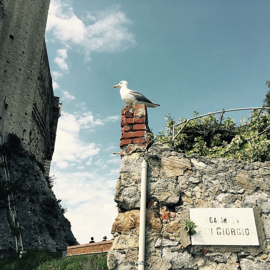 italy, lerici, castello di lerici, summer, travel, castle, seagull, HD wallpaper