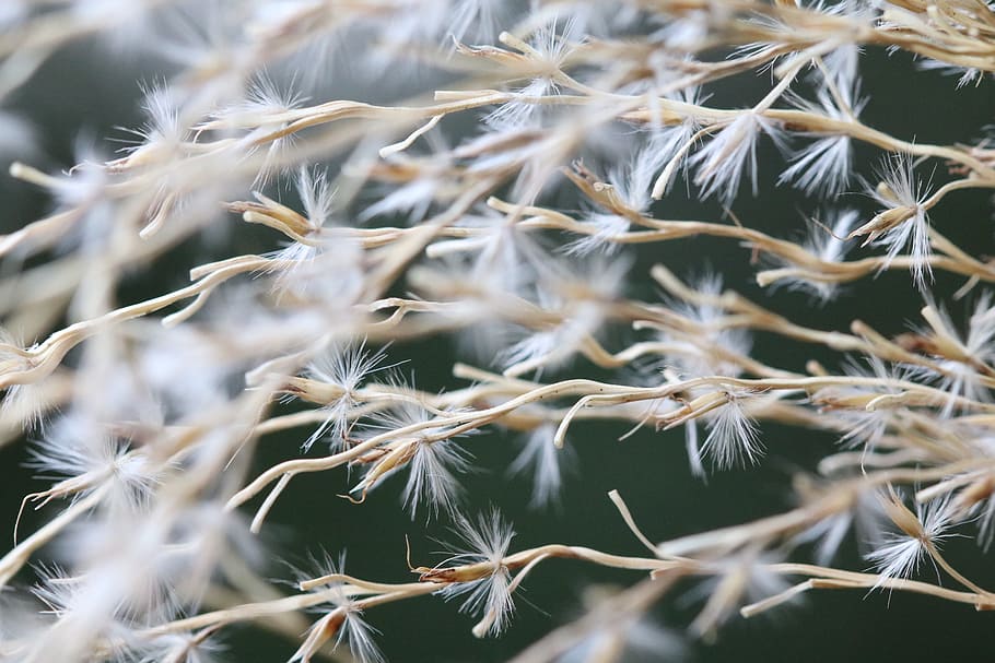Shallow Focus Photography of Dandelion Flower, bright, dry, white HD wallpaper