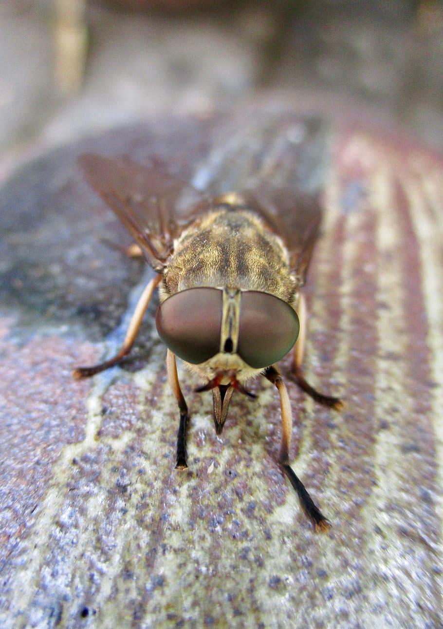 fly, eyes, insect, animal themes, animals in the wild, one animal HD wallpaper