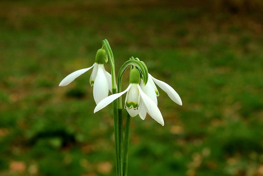 snowdrops, spring, flowers, nature, beauty, blooming, plant HD wallpaper