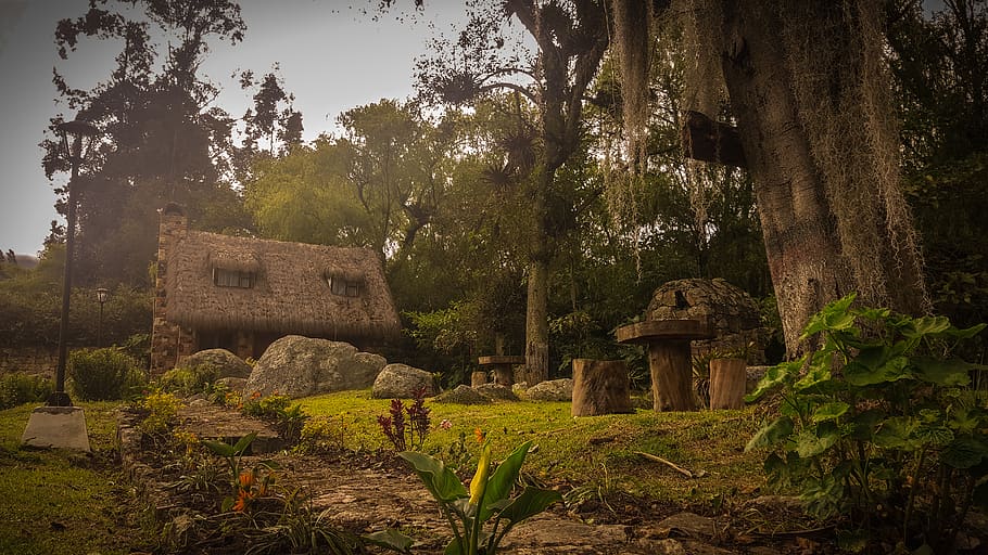 colombia, cogua, plant, tree, history, architecture, the past HD wallpaper